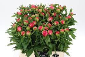 PAEO L FLAME,cena par 1 gb